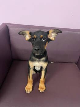 Motley in NH. Come Meet our Adoptable Dogs Wednesday-Saturday. M -  Shepherd Dog for Adoption in Manchester, New Hampshire - Motley In NH. Come Meet Our Adoptable Dogs Wednesday-Saturday. M | PetCurious
