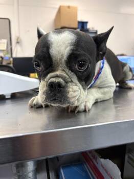 SKY -  French Bulldog and Mixed Breed Dog for Adoption in Thousand Palms, California - SKY | PetCurious