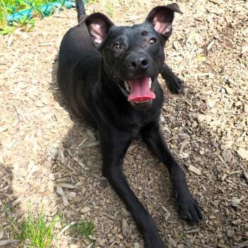 Alfalfa -  Black Labrador Retriever Dog for Adoption in Michigan City, Indiana - Alfalfa | PetCurious