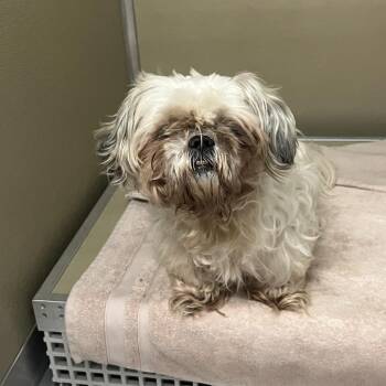 Shih Tzu Dogs Available for Adoption - Libman-Leigh | PetCurious