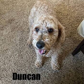 Miniature Poodle Dogs Available for Adoption in Schnecksville, Pennsylvania - DUNCAN | PetCurious