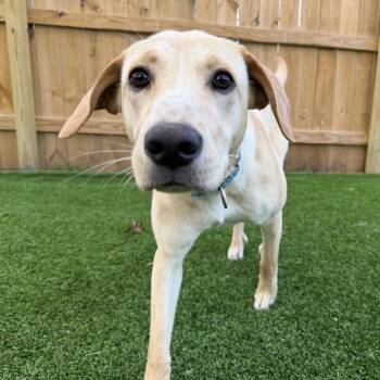 Yellow Labrador Retriever and Mixed Breed Dogs Available for Adoption in Savannah, Georgia - Golden Nugget | PetCurious