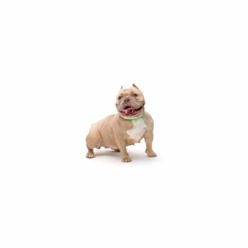 Mixed Breed Dogs Available for Adoption in Los Angeles, California - Bernie | PetCurious