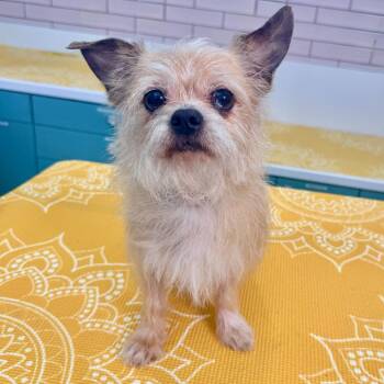 Terrier and Chihuahua Dogs Available for Adoption in San Francisco, California - Leg Warmers 14014 | PetCurious