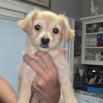 Chihuahua and Mixed Breed Dogs Available for Adoption in Montgomery, Texas - Missy | PetCurious