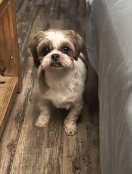 Shih Tzu Dogs Available for Adoption in Toronto, Ontario - Violet | PetCurious