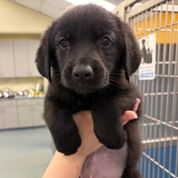 German Shepherd Dog Dogs Available for Adoption - Lasso | PetCurious