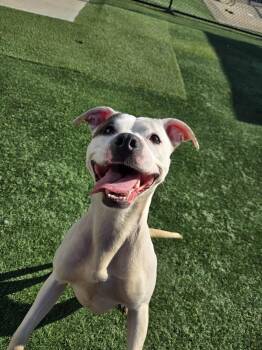 Rescue Mixed Breed Dogs for Adoption in Richmond, Kentucky - Enola | PetCurious