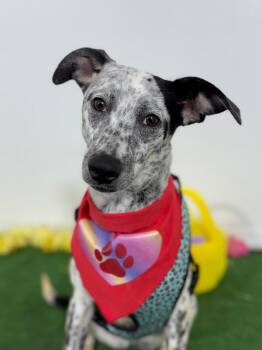 Australian Cattle Dog Blue Heeler and Dalmatian Dogs Available for Adoption - Angie | PetCurious