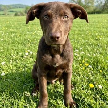 Tootsie -  Chocolate Labrador Retriever Dog for Adoption in Houston, Texas - Tootsie | PetCurious