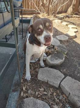 NANI -  American Staffordshire Terrier Dog for Adoption in San Antonio, Texas - NANI | PetCurious