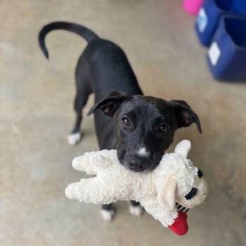 JASMINE -  Labrador Retriever Dog for Adoption in Bethpage, New York - JASMINE | PetCurious