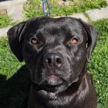 Mixed Breed Dogs Available for Adoption in Middletown, Rhode Island - Joey | PetCurious