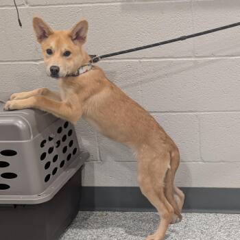 Willow -  Husky and German Shepherd Dog Dog for Adoption in Smithville, Tennessee - Willow | PetCurious