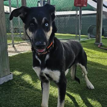 Kazoo -  Husky and Shepherd Dog for Adoption in Sparta, Wisconsin - Kazoo | PetCurious
