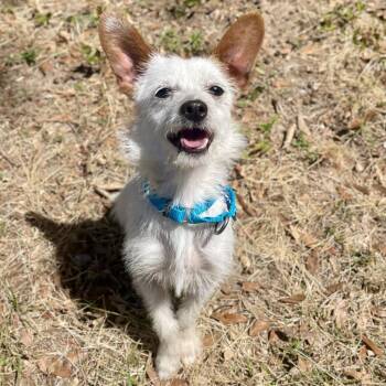 Terrier Dogs Available for Adoption in Freeport, Florida - Don | PetCurious