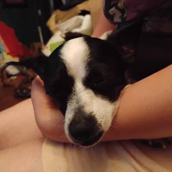 Buck -  Chihuahua and Yorkshire Terrier Dog for Adoption - Buck | PetCurious