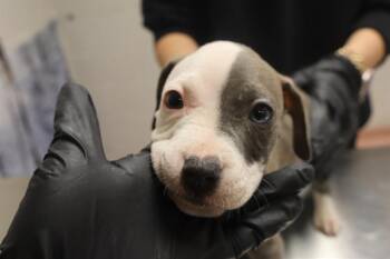 Mixed Breed Dogs Available for Adoption - MUFFIN | PetCurious