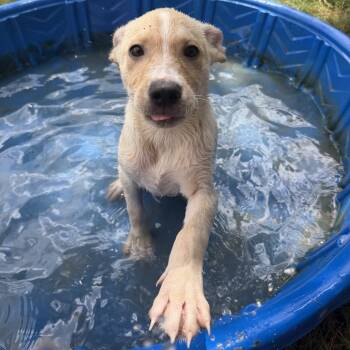 Owen -  Mixed Breed Dog for Adoption - Owen | PetCurious
