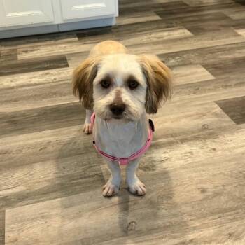 Tiffany -  Havanese Dog for Adoption in Statesville, North Carolina - Tiffany | PetCurious