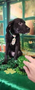 Golden Retriever and Pit Bull Terrier Dogs Available for Adoption - Lucky | PetCurious