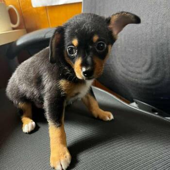 Trumpet -  Chihuahua and Mixed Breed Dog for Adoption in San Pablo, California - Trumpet | PetCurious