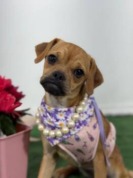 Darla-One of our Amazing Rescue Dogs -  Pug and Chihuahua Dog for Adoption in Carlsbad, California - Darla-One Of Our Amazing Rescue Dogs | PetCurious