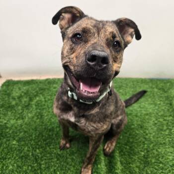 Persis -  Pit Bull Terrier Dog for Adoption in Columbia, Missouri - Persis | PetCurious