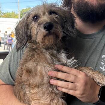 Skylar -  Mixed Breed Dog for Adoption in Saint Charles, Missouri - Skylar | PetCurious