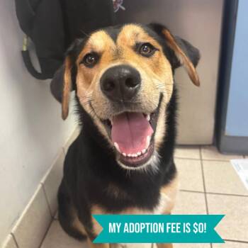 Mixed Breed Dogs Available for Adoption - Swazey | PetCurious