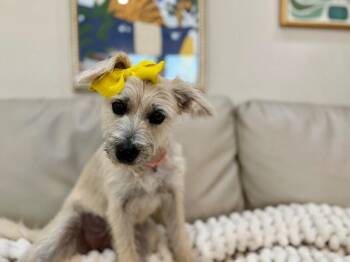 Olive The Outgoing and Energetic -  Schnauzer and Jack Russell Terrier Dog for Adoption in Friendswood, Texas - Olive The Outgoing And Energetic | PetCurious