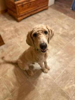 Boots -  Golden Retriever and Standard Poodle Dog for Adoption in Morton Grove, Illinois - Boots | PetCurious