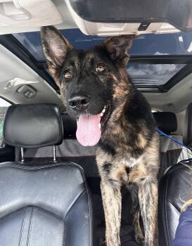 Rescue German Shepherd Dog and Dutch Shepherd Dogs for Adoption in Round Rock, Texas - Lola | PetCurious