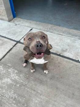Snoopy -  American Bully Dog for Adoption in Lincoln Park, Michigan - Snoopy | PetCurious