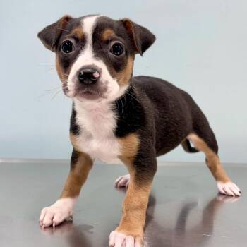 Nectar -  Mixed Breed Dog for Adoption in Portland, Oregon - Nectar | PetCurious