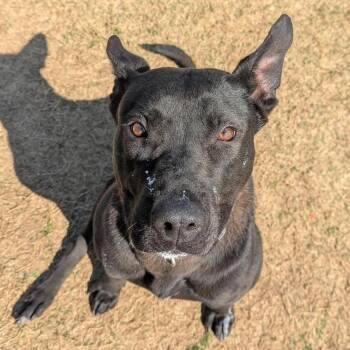 Mixed Breed Dogs Available for Adoption - THEA  RESCUE Or Experienced Adopter ONLY! | PetCurious