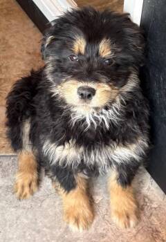 Retriever and Terrier Dogs Available for Adoption in Fort Lupton, Colorado - Berlin 2 | PetCurious