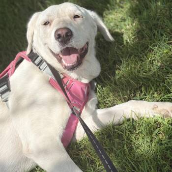 Reni -  Great Pyrenees and Australian Cattle Dog Blue Heeler Dog for Adoption in Krum, Texas - Reni | PetCurious