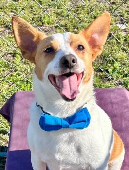 Rat Terrier and Jack Russell Terrier Dogs Available for Adoption in Cape Coral, Florida - Professor Paws | PetCurious