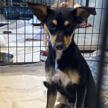 Elizabeth -  Schnauzer and Mixed Breed Dog for Adoption in Clanton, Alabama - Elizabeth | PetCurious