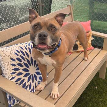 King 54522 -  Pit Bull Terrier Dog for Adoption in Las Vegas, Nevada - King 54522 | PetCurious