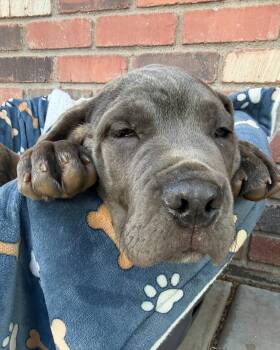 Cane Corso Dogs Available for Adoption in Glendale, Arizona - Brian | PetCurious