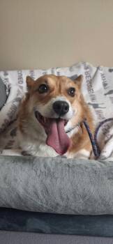 Simon -  Corgi Dog for Adoption in Rockwall, Texas - Simon | PetCurious