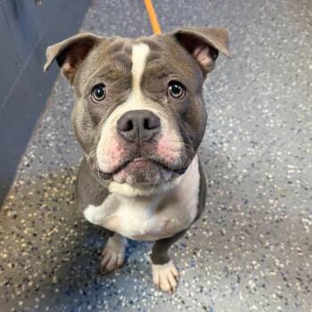 Sarge -  Pit Bull Terrier and Mixed Breed Dog for Adoption in Tuscaloosa, Alabama - Sarge | PetCurious