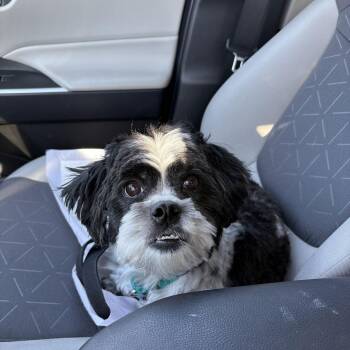 Shih Tzu and Maltese Dogs Available for Adoption - Benson | PetCurious