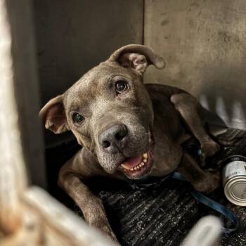 Bella -  Pit Bull Terrier Dog for Adoption in Saint Joseph, Missouri - Bella | PetCurious