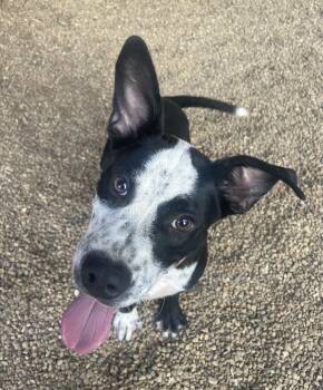Apollo -  Mixed Breed Dog for Adoption in Lacon, Illinois - Apollo | PetCurious