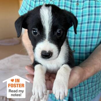 Fizzgig -  Pit Bull Terrier and Collie Dog for Adoption in Kanab, Utah - Fizzgig | PetCurious