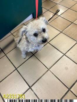 Mixed Breed Dogs Available for Adoption in West Palm Beach, Florida - HARLEY | PetCurious