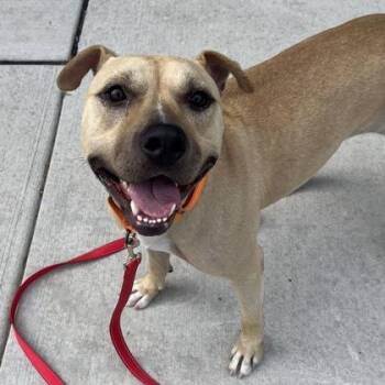 Demi -  Mixed Breed Dog for Adoption in Janesville, Wisconsin - Demi | PetCurious